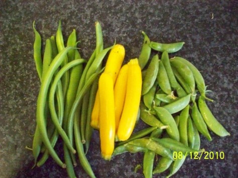 12.08.2010 snow peas, bush beans, zucchini